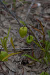 Coastal groundcherry